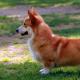ტოადის ძაღლი ყველაზე პატარაა მსოფლიოში: აღწერა და ფასი
