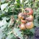 Какво е фитофтора?'являється на розсаді помідорів і яким чином її позбутися?