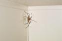Markiere die große Spinne an der Wand