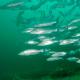 Levrek balığı: uzmanlık, güç ve hazırlık