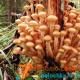 Mga uri ng honey agaric mushroom - natural, milkova, meadow, Uspenska, Chinese, winter, autumn, summer honey agarics: paglalarawan, larawan