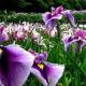 Iris - légendes et croyances'я про квіти Ірис стара назва