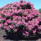 Rhododendron ültetése és gondozása Kanadai rododendron ültetése és gondozása