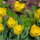 Tulipan informacije o biljci