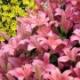 Ha tavasszal gondoskodunk a liliomok gondozásáról, íme néhány ajánlás