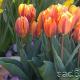 Tulpensorten sowie deren Arten – alle Geheimnisse einer schönen Blume