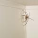 Označite velikog pauka na zidu
