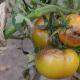 Фитофтора на домати - как да се борим с нея с помощта на народни методи