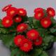 Kırmızı iç mekan çiçekleri ve kırmızı çiçekli iç mekan bitkilerinin fotoğrafları Parlak kırmızı büyük çiçek