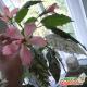 Course de relais : hibiscus à feuilles de tétras - le charmant cheval de Troie chinois Hibiscus Cooper aperçu dans l'esprit de la maison