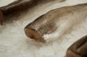 Seehecht oder Seehecht (Merluccius) – ein diätetischer Seefisch mit weißer Unterseite