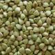 Trigo sarraceno verde: “vivo”, canela y aún más sabroso Método de preparación del trigo sarraceno verde