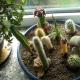Първичен кактус: снимка на растението и всичко, което трябва да знаете за него