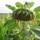 Sunflower: Paglalarawan, varieties, komposisyon, application, mga recipe