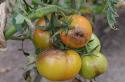 Фітофтора на помідорах – як боротися народними засобами
