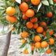 Lahat ng alam mo tungkol sa tangerines Ang kumbinasyon ng orange at grapefruit ay tinatawag