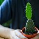 Elsődleges kaktusz: fotó a növényről és minden, amit tudni kell róla