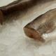Hake, abo hake (Merluccius) - alt beyaz m ile diyet deniz balığı'ясом, у якій мало кісток